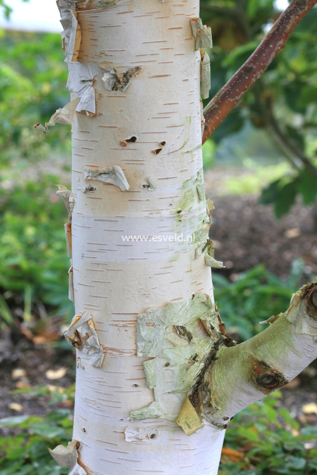 Betula ermanii 'Polar Bear'