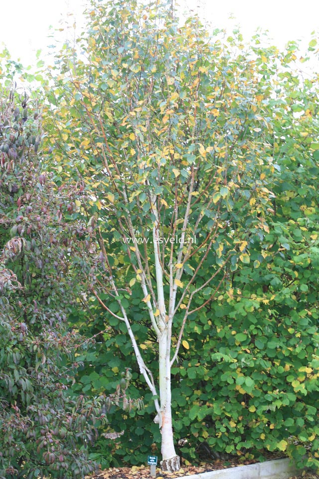 Betula pendula 'Fastigiata'