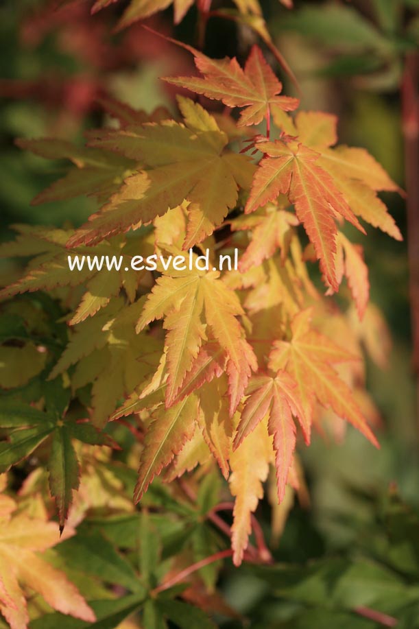 Acer palmatum 'Akane'