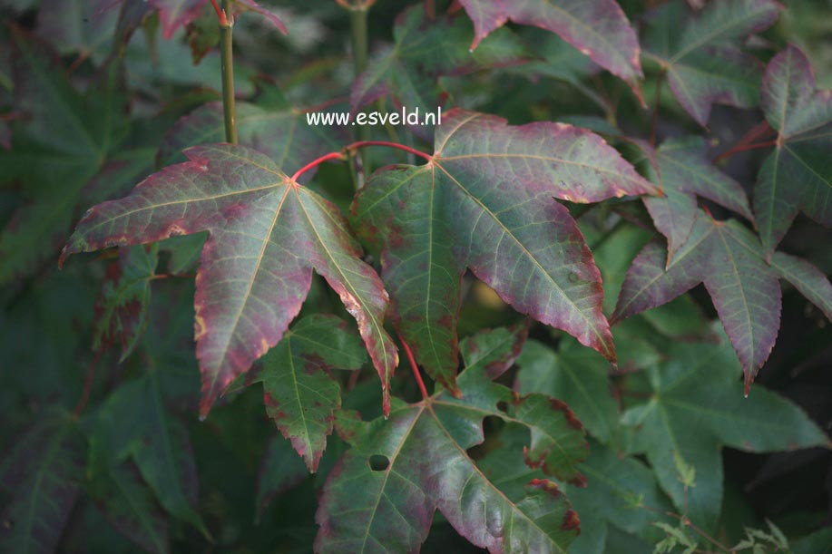 Acer campbellii ssp. sinense