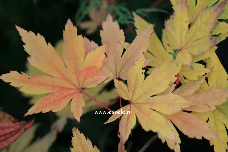 Acer pseudosieboldianum