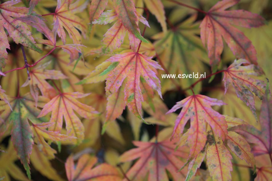 Acer palmatum 'Kawahara Rose'