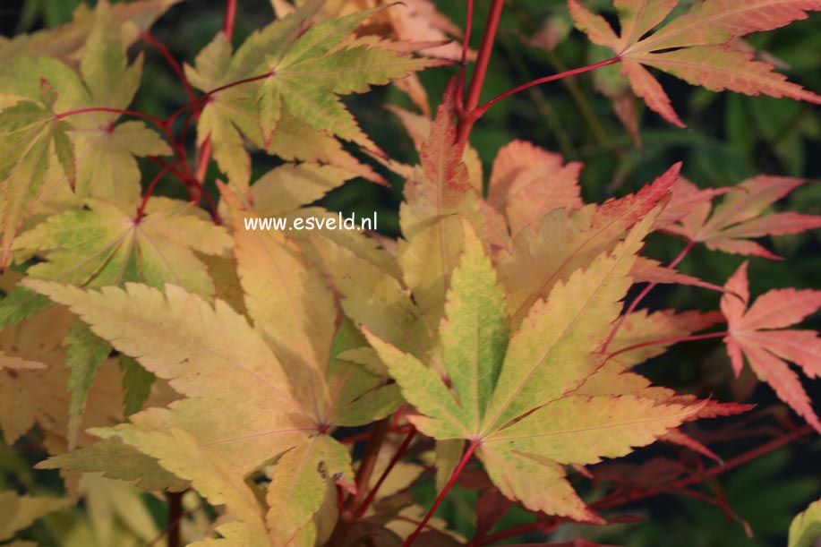 Acer palmatum 'Eddisbury'