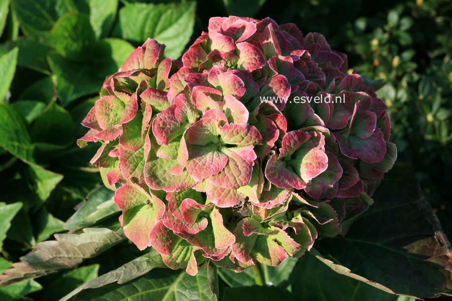 Hydrangea macrophylla 'Hortmawin' (MAGICAL WINGS)