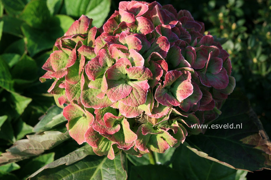 Hydrangea macrophylla 'Hortmawin' (MAGICAL WINGS)