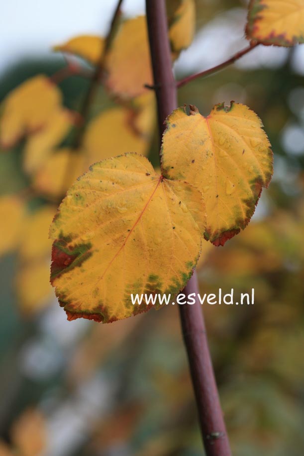 Acer capillipes