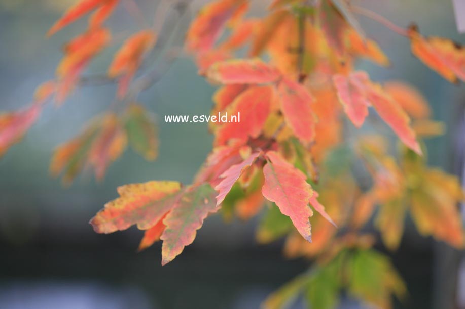 Acer griseum