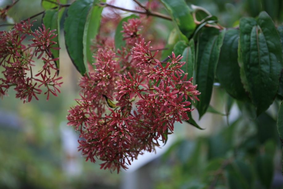 Heptacodium miconioides