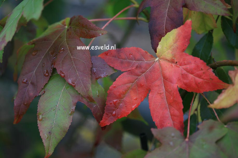 Liquidambar styraciflua 'Moonbeam'