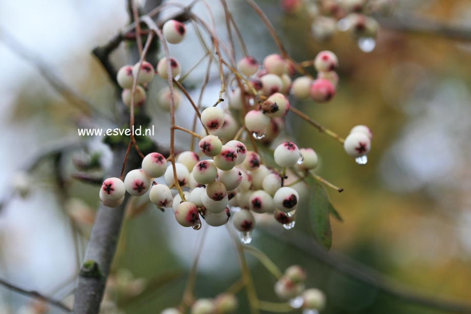 Sorbus forrestii