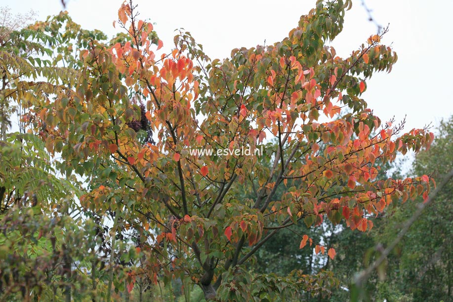 Acer morifolium