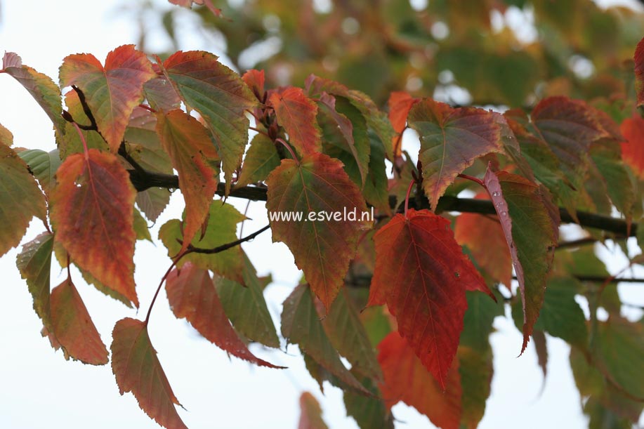 Acer morifolium