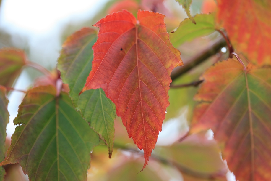 Acer morifolium