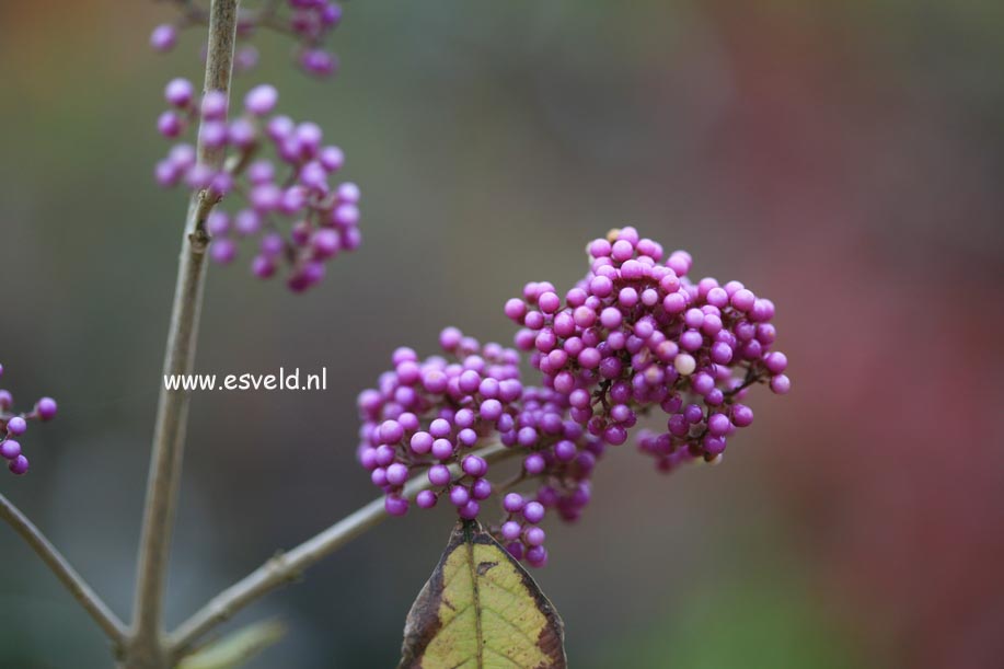 Callicarpa cathayana