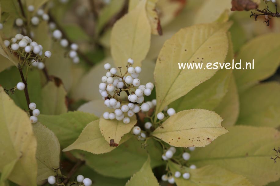 Callicarpa japonica 'Leucocarpa'