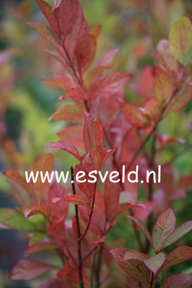 Itea virginica 'Long Spire' (24653)