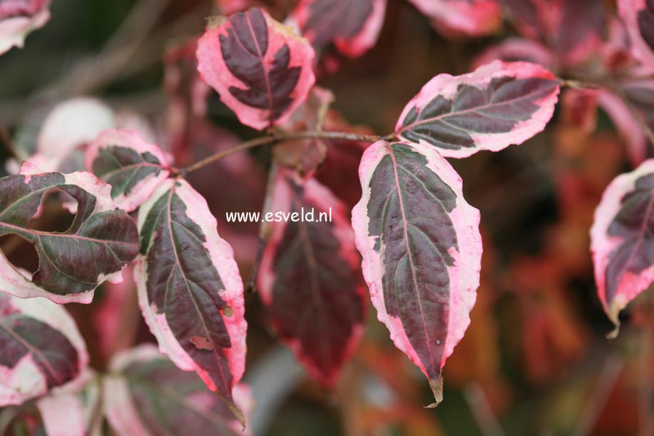 Cornus kousa 'Silver Pheasant'