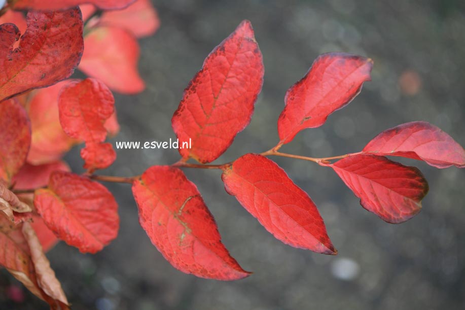 Stewartia pseudocamellia