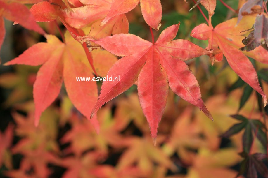 Acer palmatum 'Taima'