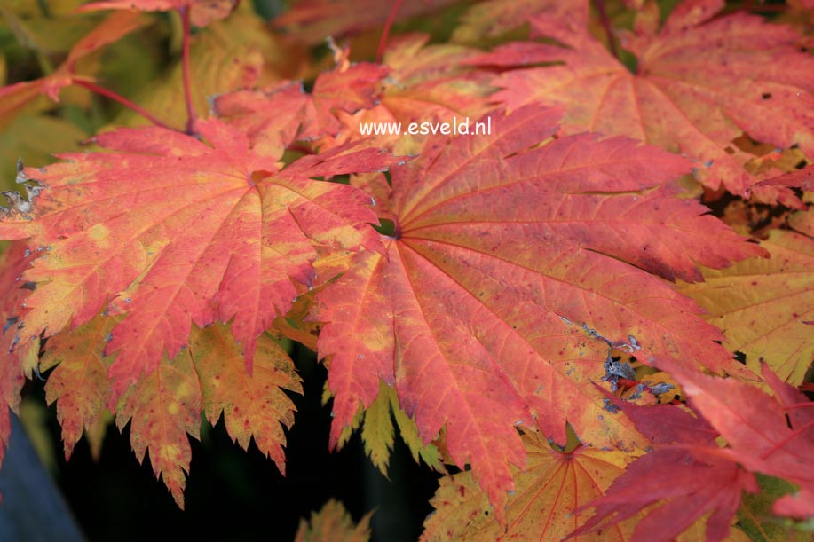 Acer japonicum 'Oh isami'