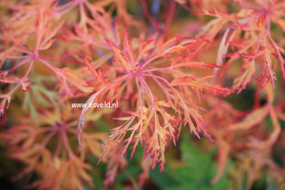 Acer japonicum 'Fairy Light'