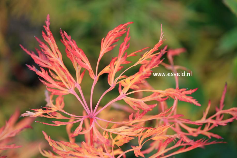 Acer japonicum 'Fairy Light'