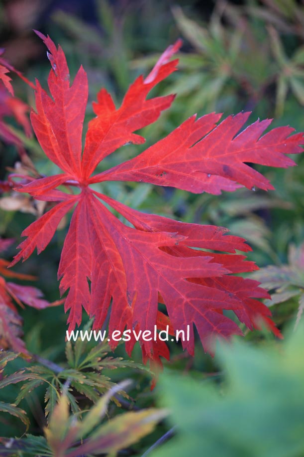 Acer japonicum 'Kujaku nishiki'