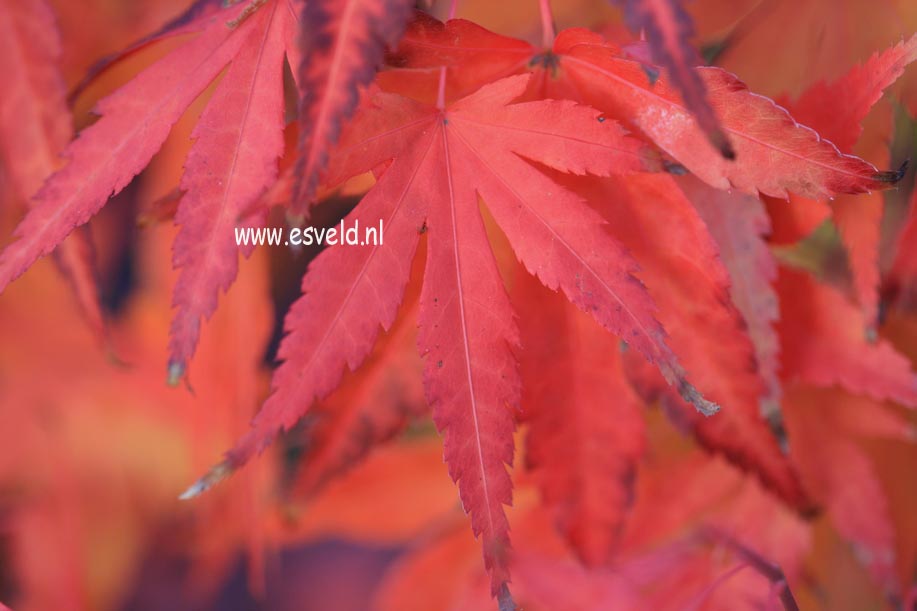 Acer palmatum 'Nukata'