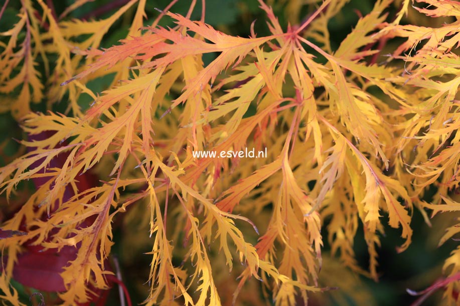 Acer palmatum 'Green Lace'
