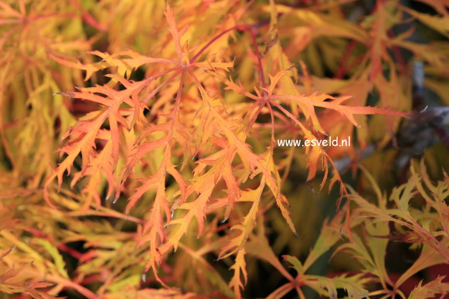 Acer palmatum 'Green Lace'