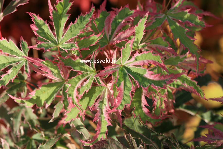 Acer palmatum 'Butterfly'