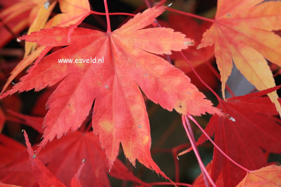 Acer palmatum