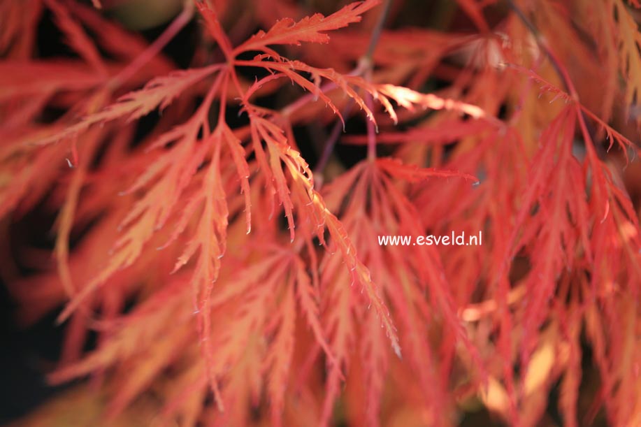 Acer palmatum 'Dragon's Fire'