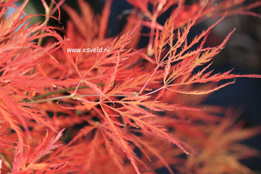 Acer palmatum 'Dragon's Fire'