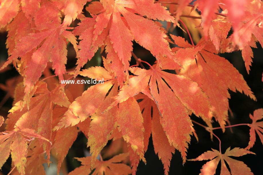 Acer palmatum 'Fukuya'