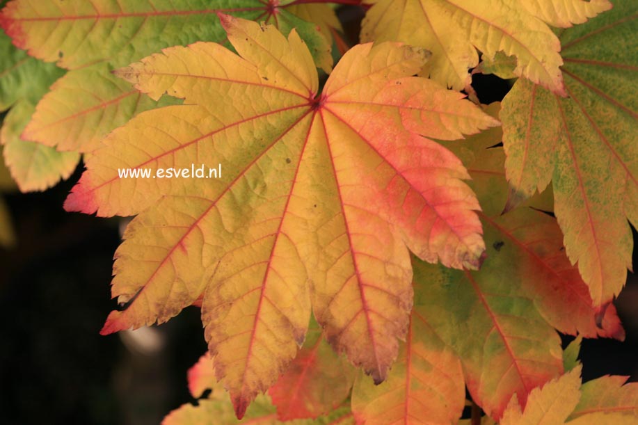 Acer japonicum 'Meigetsu'