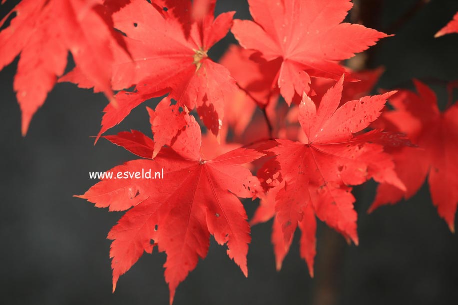 Acer palmatum 'Herbstfeuer'