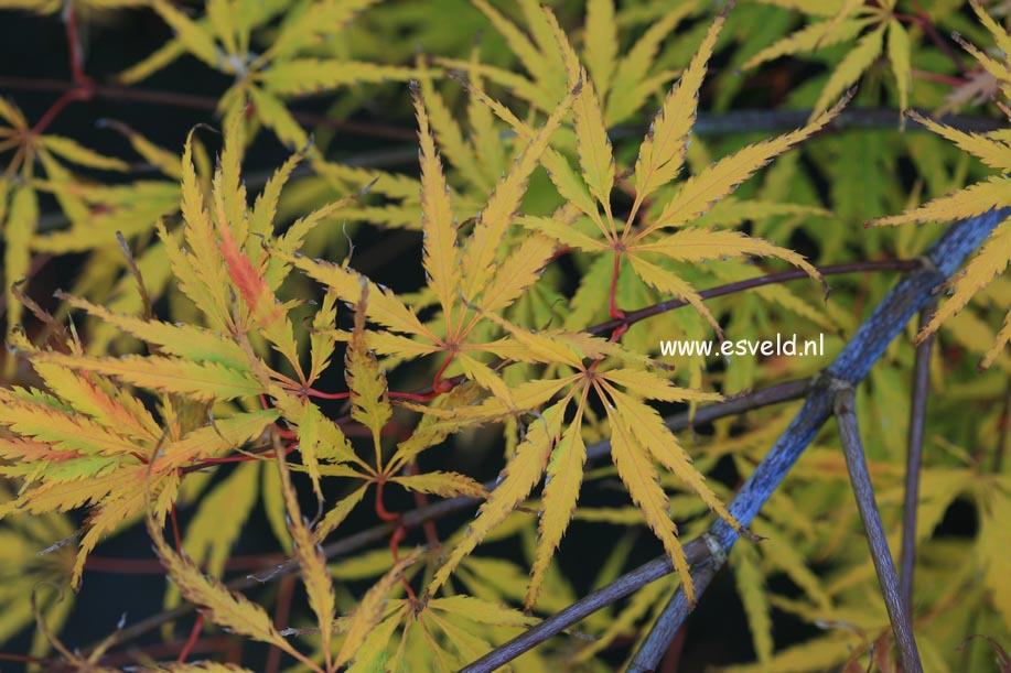 Acer palmatum 'Washi no o'