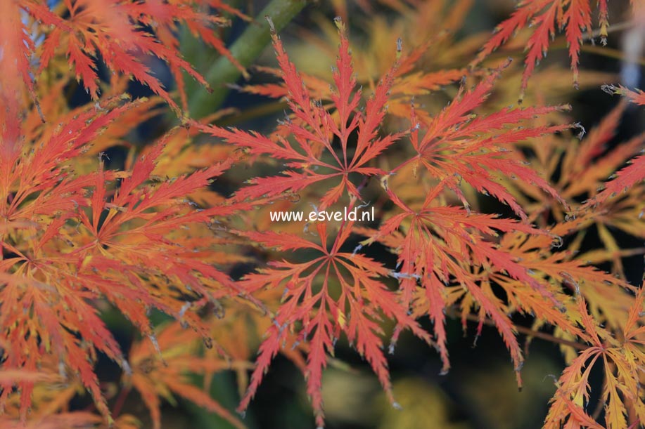 Acer palmatum 'Demi-Sec'