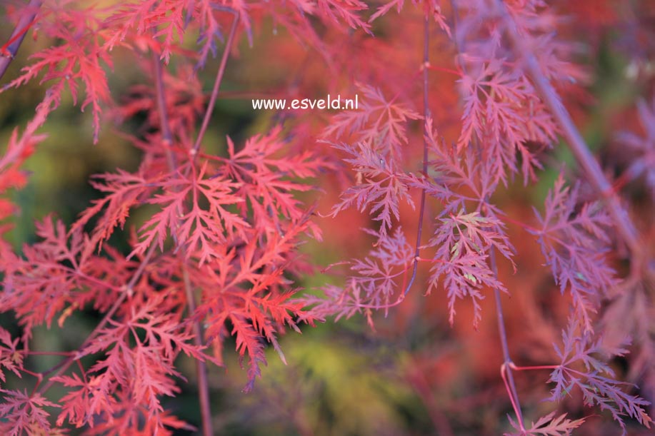 Acer palmatum 'Emerald Lace'