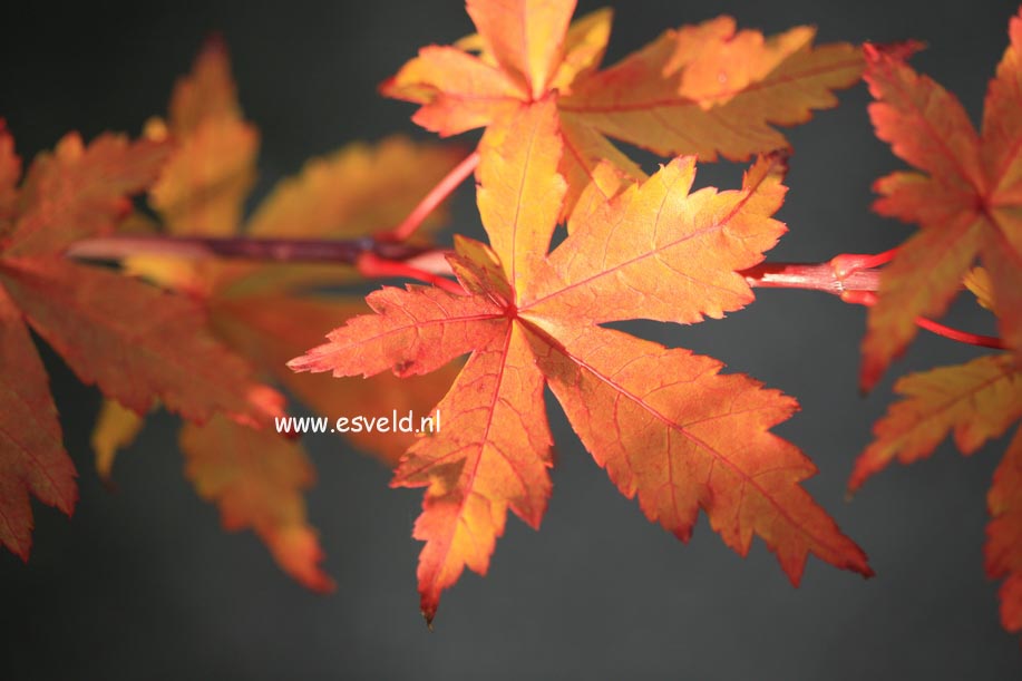 Acer palmatum 'Kohya madani nishiki'
