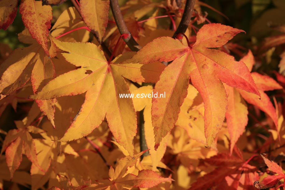 Acer palmatum 'Green Star'