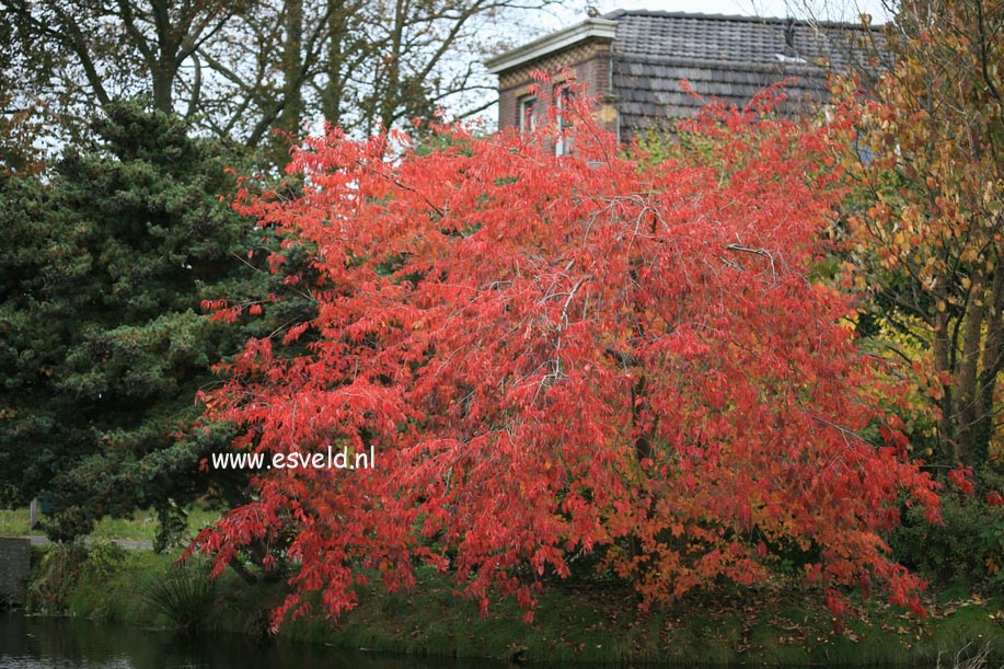 Prunus nipponica 'Felice'