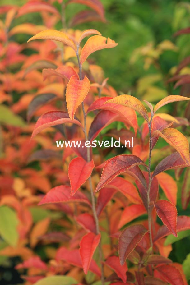 Photinia villosa var. laevis