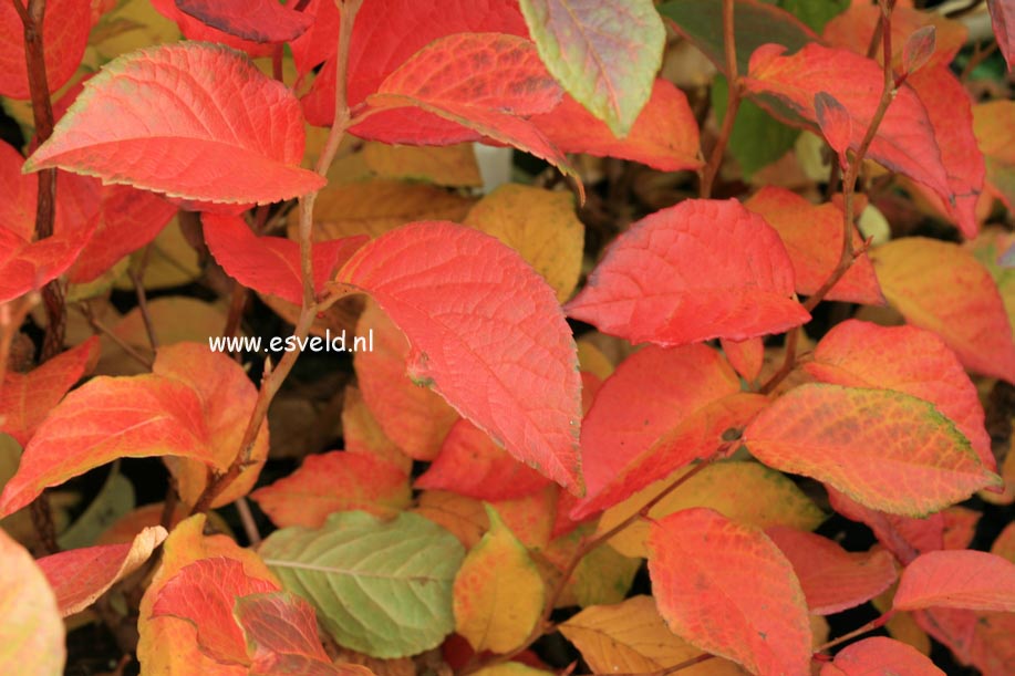 Stewartia pseudocamellia