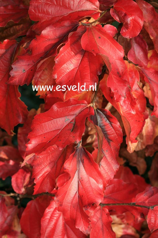Parrotia persica 'Felicie'