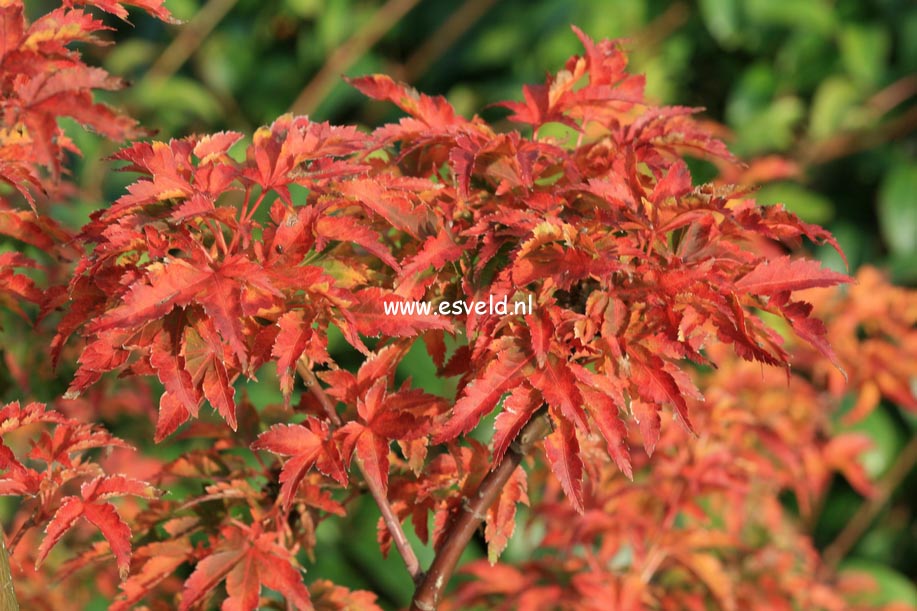 Acer palmatum 'Shishi gashira'