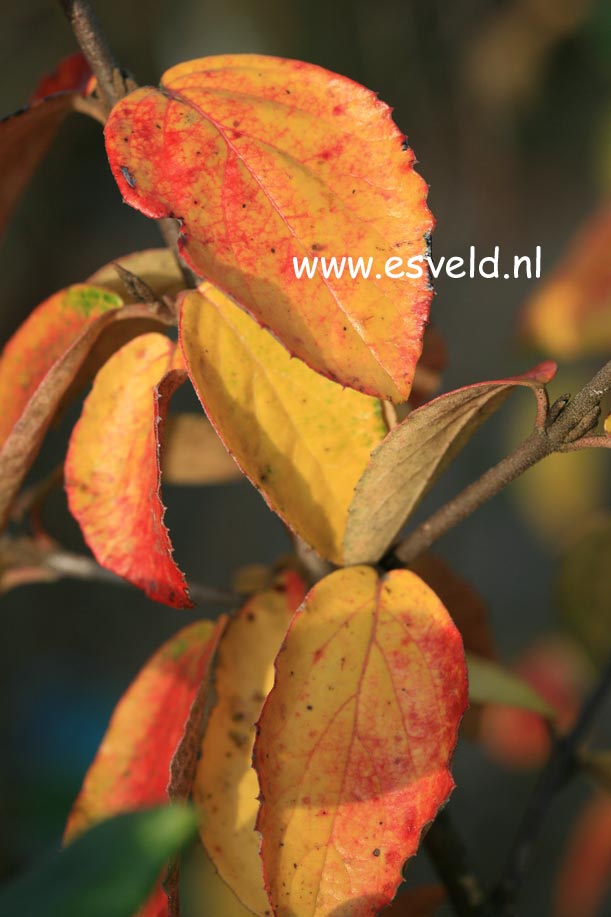 Viburnum burkwoodii 'Compact Beauty'
