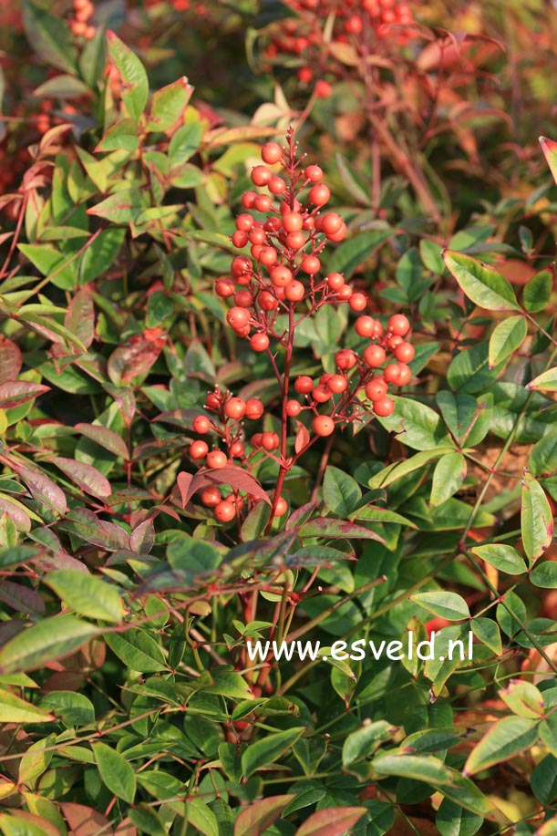 Nandina domestica 'Richmond'