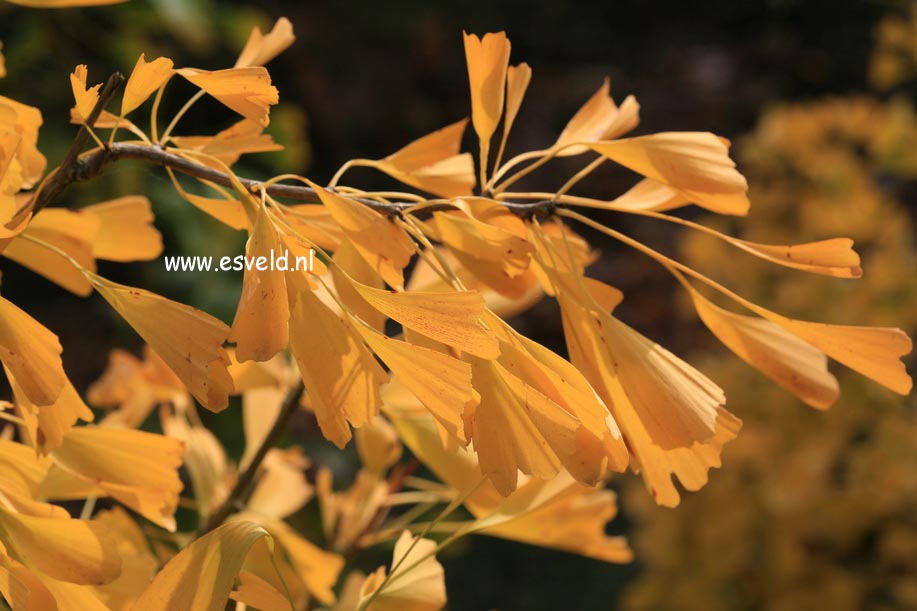 Ginkgo biloba 'Saratoga'